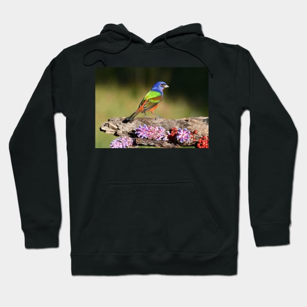 Painted Bunting Bird Male Hoodie by candiscamera